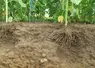  Coupe de sol agricole  