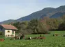 Vaches au pâturage devant un chalet en Haute-Savoie  