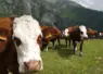 Vaches montbéliardes en estive