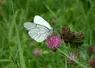 papillon plan sur une fleur de luzerne