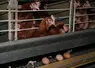 Des poules pondeuses vivant dans une cage