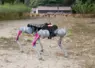 Chien robot piloté par l’IA pour rentrer les volailles dans une exploitation, les volailles sont visibles au fond de la photo. 