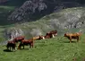 Vaches Montbéliardes et Tarentaises en alpage. Agriculture en zone difficile, pâturage en estive. 