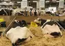 Vaches dans le hall 1 du Space en 2025