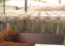 Echantillons dans un laboratoire de biotechnologie végétale et de sélection de variétés de céréales à paille. Travail de recherche sur les semences. 