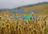 champ de blé avec en incrustation label bas carbone