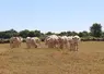 Troupeau de charolais patûrant dans une prairie très sèche.