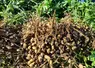Plants d'arachide sortis de terre. Les coques contenant les cacahuètes sèchent après avoir été arrachés.