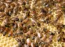 Abeilles dans une ruche