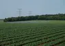 champ de pommes de terre