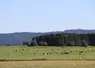 vaches dans une prairie avec une forêt de spins en arrière-plan