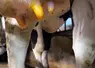 pis de vaches en gros plan