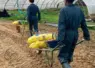 jeunes travaillant dans des serres