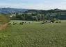   Vaches au pâturage dans l' Aveyron au Gaec des Rouges et des Noires  