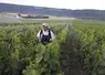 Pulvérisation par un agriculteur avec un dynamiseur d'un produit de biocontrôlesur des vignes en viticulture biologique dans le vignoble de Champagne.