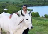 un homme caresse une vache blanche avec la mer en arrière-plan