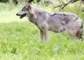 Loup européen de profil dans un parc animalier. 