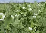 champ de pois protéagineux en fleurs