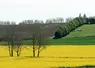 Paysage agricole avec du colza en fleur et des pâturages