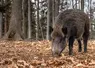 Un sanglier dans la forêt