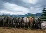 vaches vues de dos dans les Pyrénées Orientales
