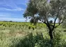 arbre en bordure de vignes