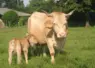 vache et son veau dans un pré