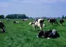 Vaches laitières Holstein aux pâturages aux Pays-Bas 