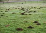 Dégâts de campagnols terrestres dans une prairie dans le Cantal. 