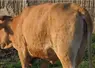 Vache atteint de dermatose nodulaire contagieuse bovine (DNC)