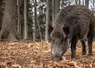 Sanglier sauvage dans une fôret. 