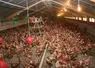 Elevage de poules pondeuses confiné par mesure de prévention contre la grippe aviaire.