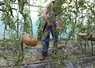 personne travaillant dans une serre où poussent des tomates