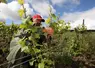 homme travaillant dans les vignes