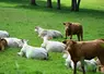 vaches dans un pré
