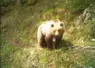 Femelle Ours, capture photo en Ariège