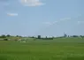 Irrigation dans un champ de céréales