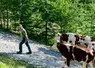 Montée en estive des génisses et vaches de race Montbéliarde guidées par un vacher vers le col de Furfande dans les Hautes-Alpes. 