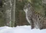 lynx dans la neige