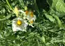 Plants de pommes de terre en fleur dans un champ.