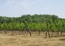 champ de vignes avec des arbres en arrire-plan