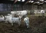 Troupeau de charolaises en stabulation avec les veaux. 