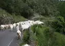 un troupeau de chèvres avançant sur une route de montagne