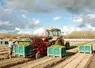 travaux de récolte de mâche dans un champ