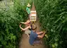 Salariés agricoles saisonniers récoltent des tomates sous serre 