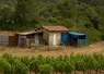 cabanes implantées sur un terrain avec des vignes au premier plan et des arbres en arrière plan