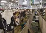 Vaches normandes dans un hall lors du Space 2024. 