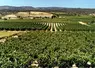 paysage de vignes et de collines