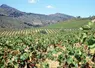 champs de vignes et montagne, paysage occitan