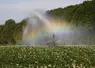 Irrigation de pommes de terre au canon à eau dans le Nord-Pas-de-Calais.